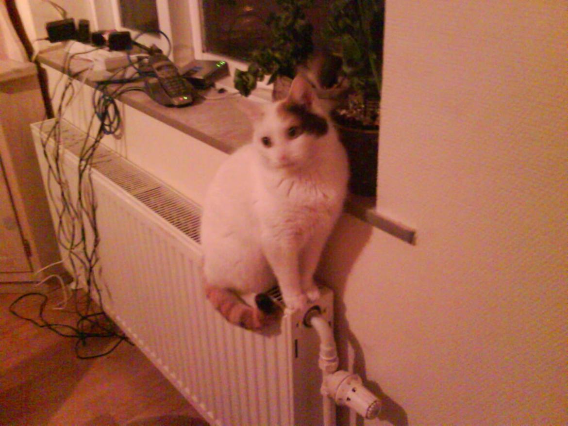 Huskat Sabrina - Jeg er smuk <3 billede 5
