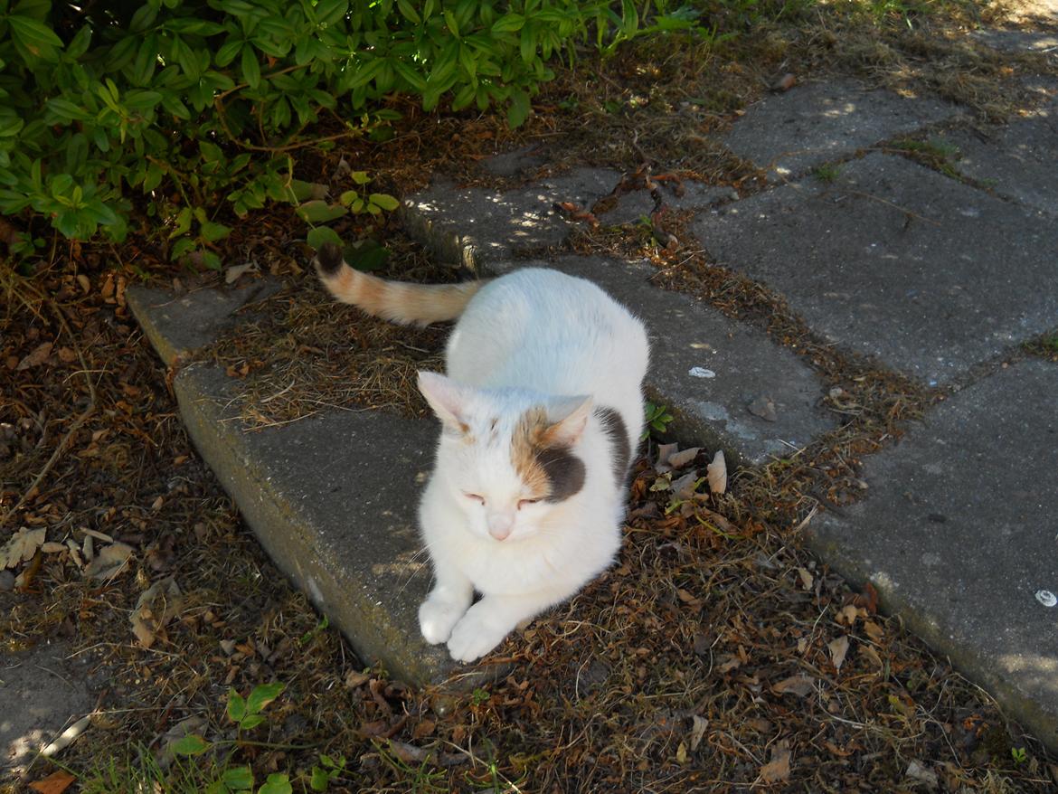 Huskat Sabrina - Dejlige skat <3 billede 9