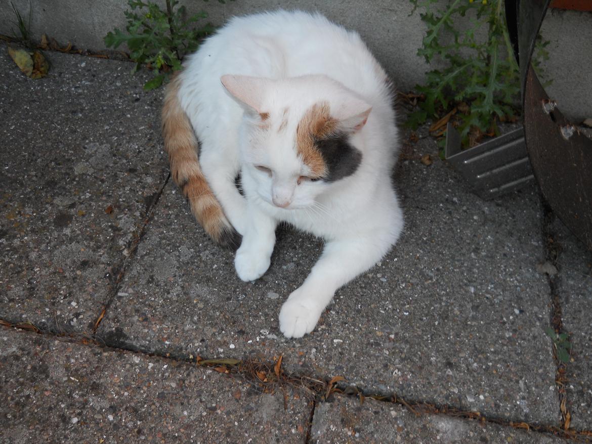 Huskat Sabrina - Dejlig køligt. billede 11