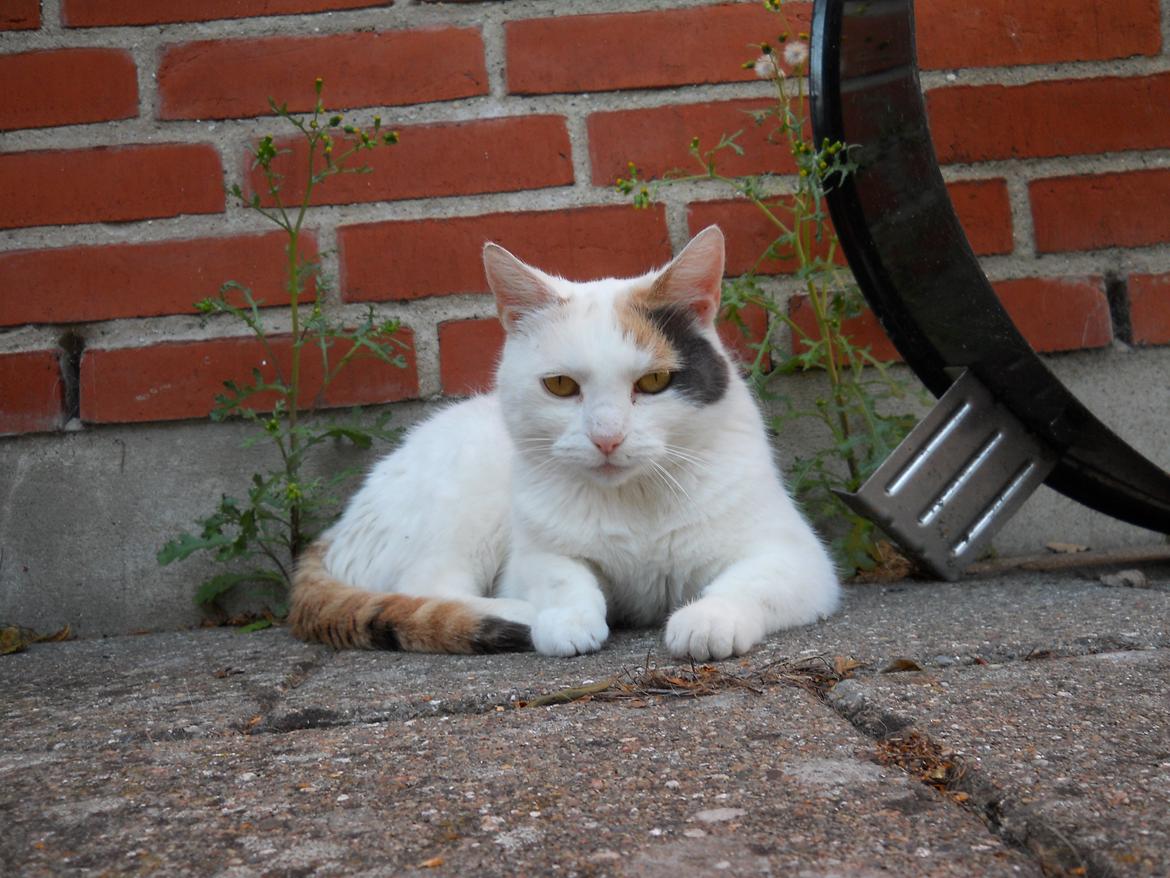 Huskat Sabrina - Modelmis <3 billede 12