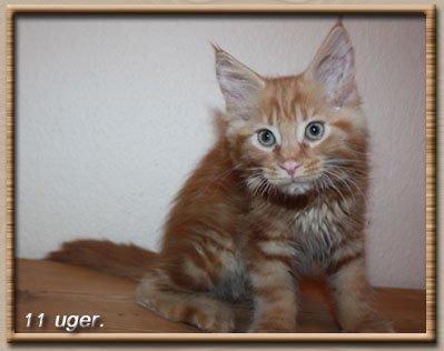 Maine Coon Leopold Firefox - Lille ballademager! billede 14