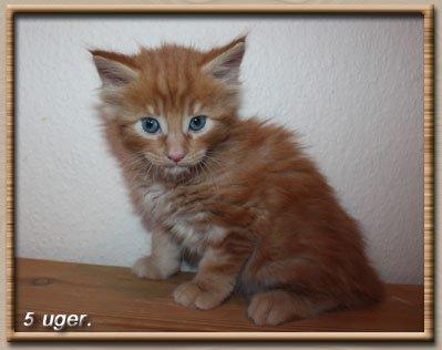 Maine Coon Leopold Firefox - Jordbær hjelmen som lille billede 18