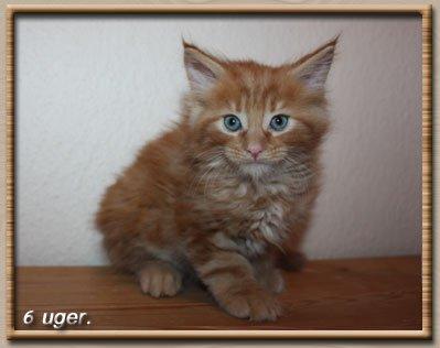 Maine Coon Leopold Firefox - Det er ærgeligt at de ikke beholder deres flotte blå øjne som voksne også! ;) billede 17