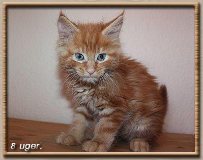 Maine Coon Leopold Firefox - Han bliver en stor krabat som voksen
 billede 16