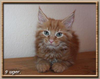 Maine Coon Leopold Firefox - Han får nogle lange flotte øre efter sin far. billede 15