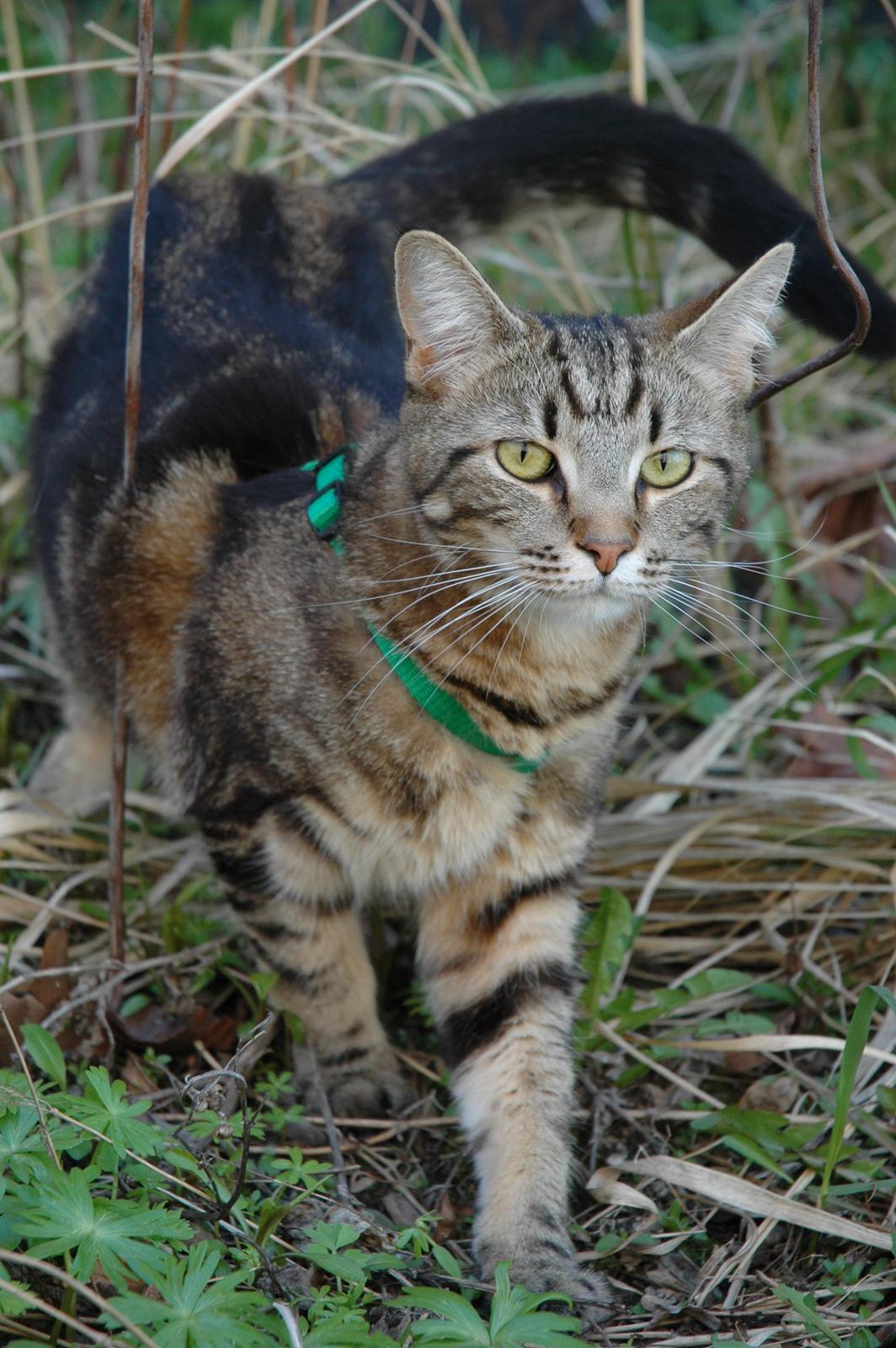 Blanding af racer Hot Chilly billede 1