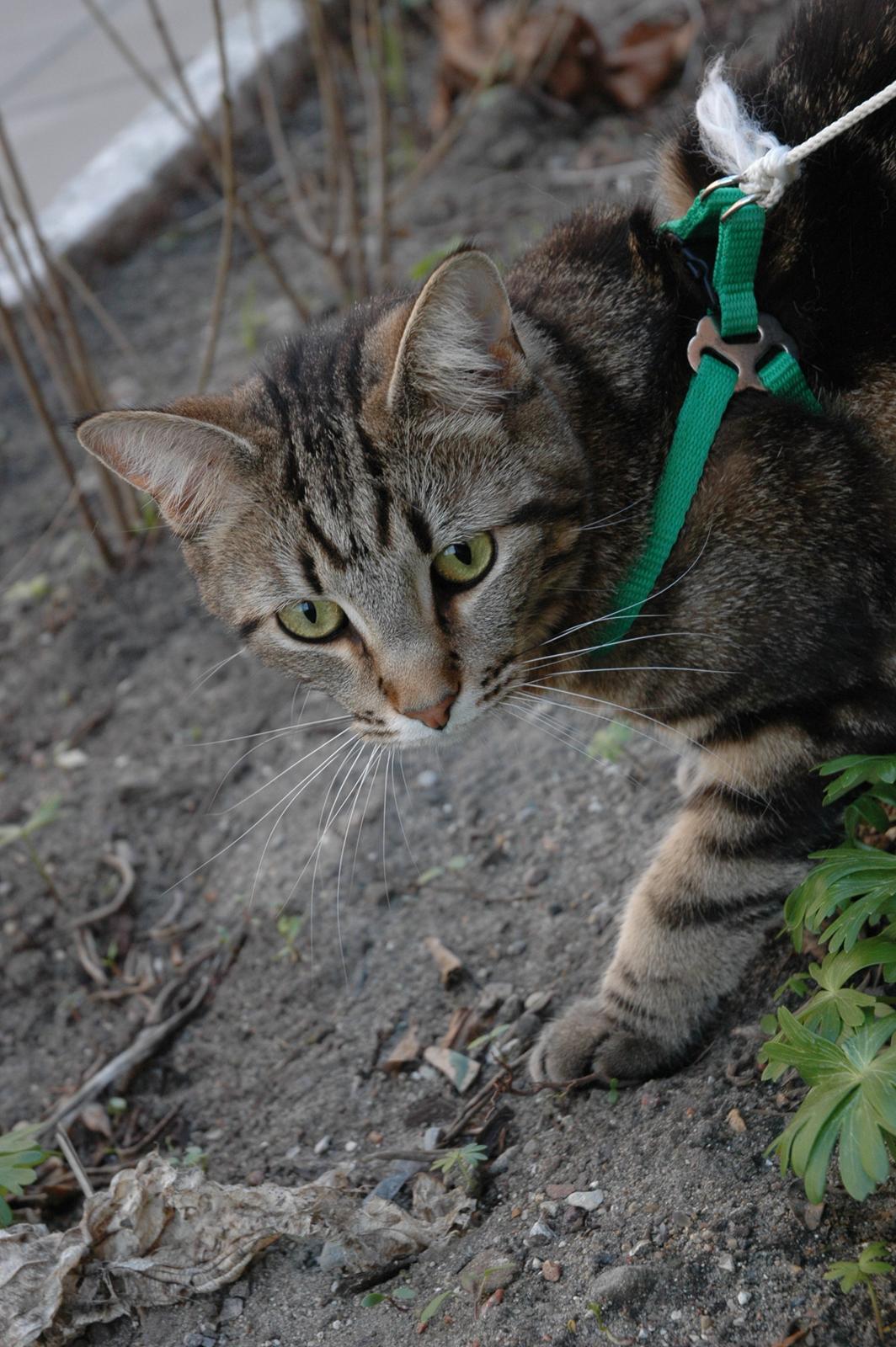 Blanding af racer Hot Chilly billede 2