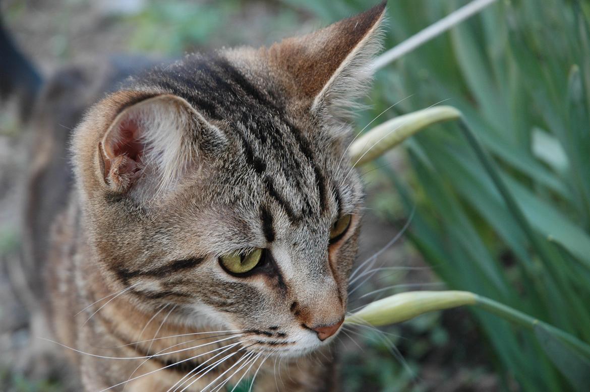 Blanding af racer Hot Chilly billede 3