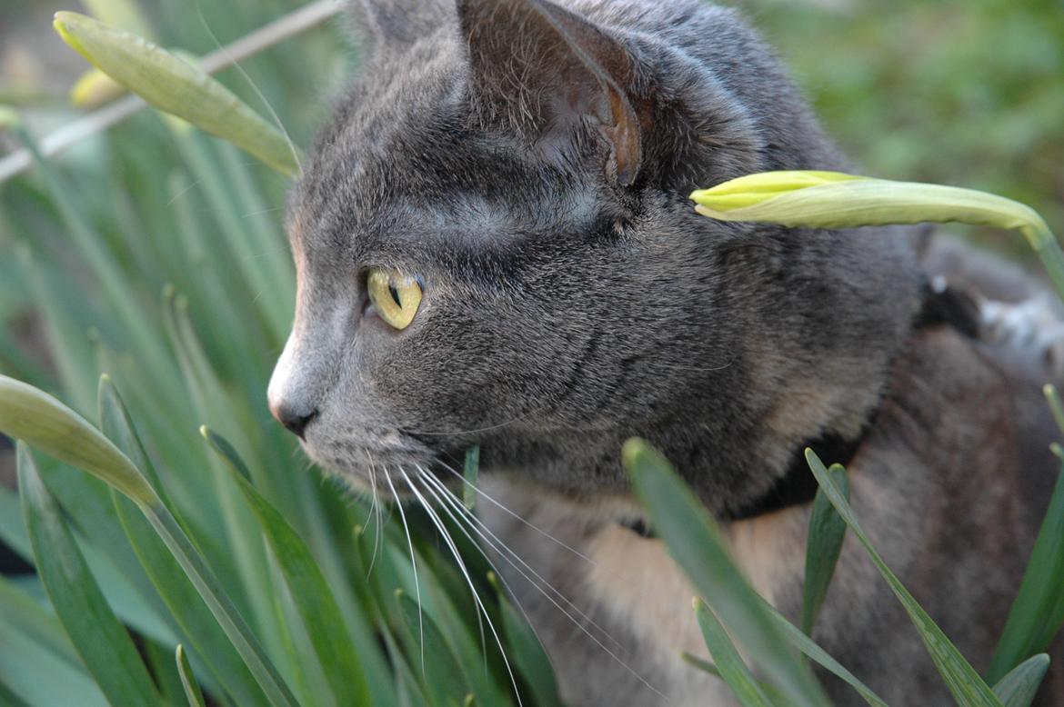 Huskat Mynte Mis billede 5