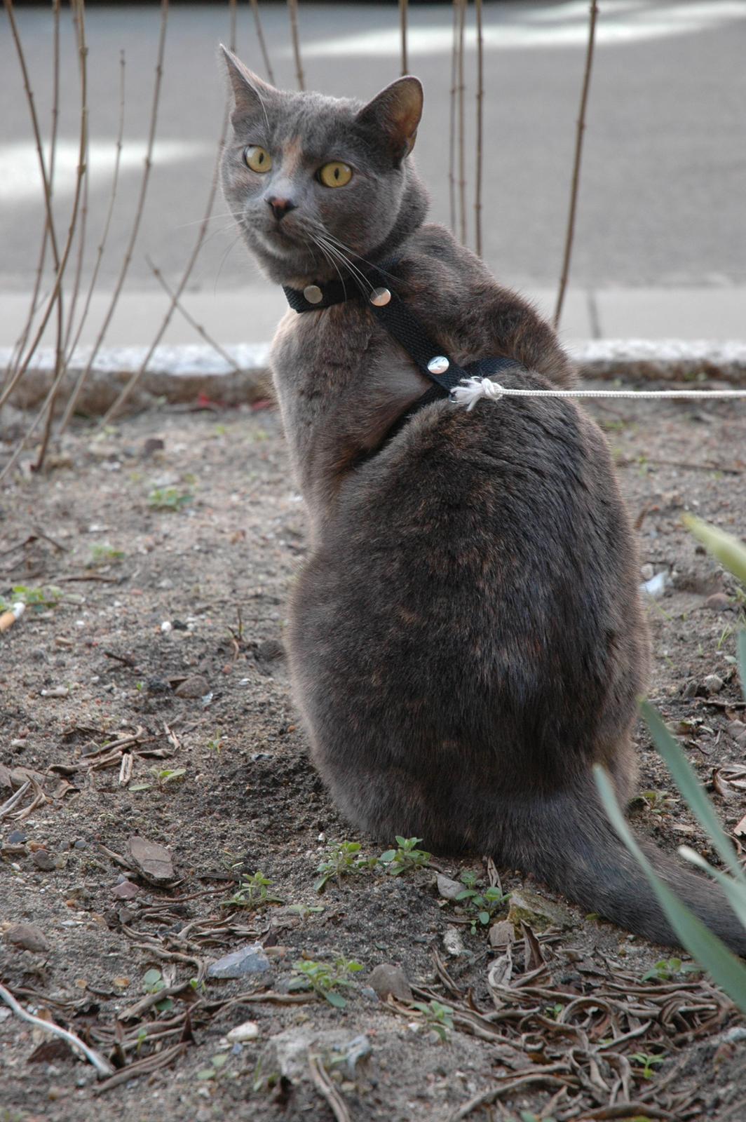 Huskat Mynte Mis billede 2