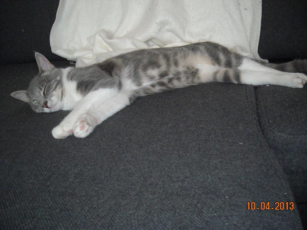 Huskat Bobby billede 14