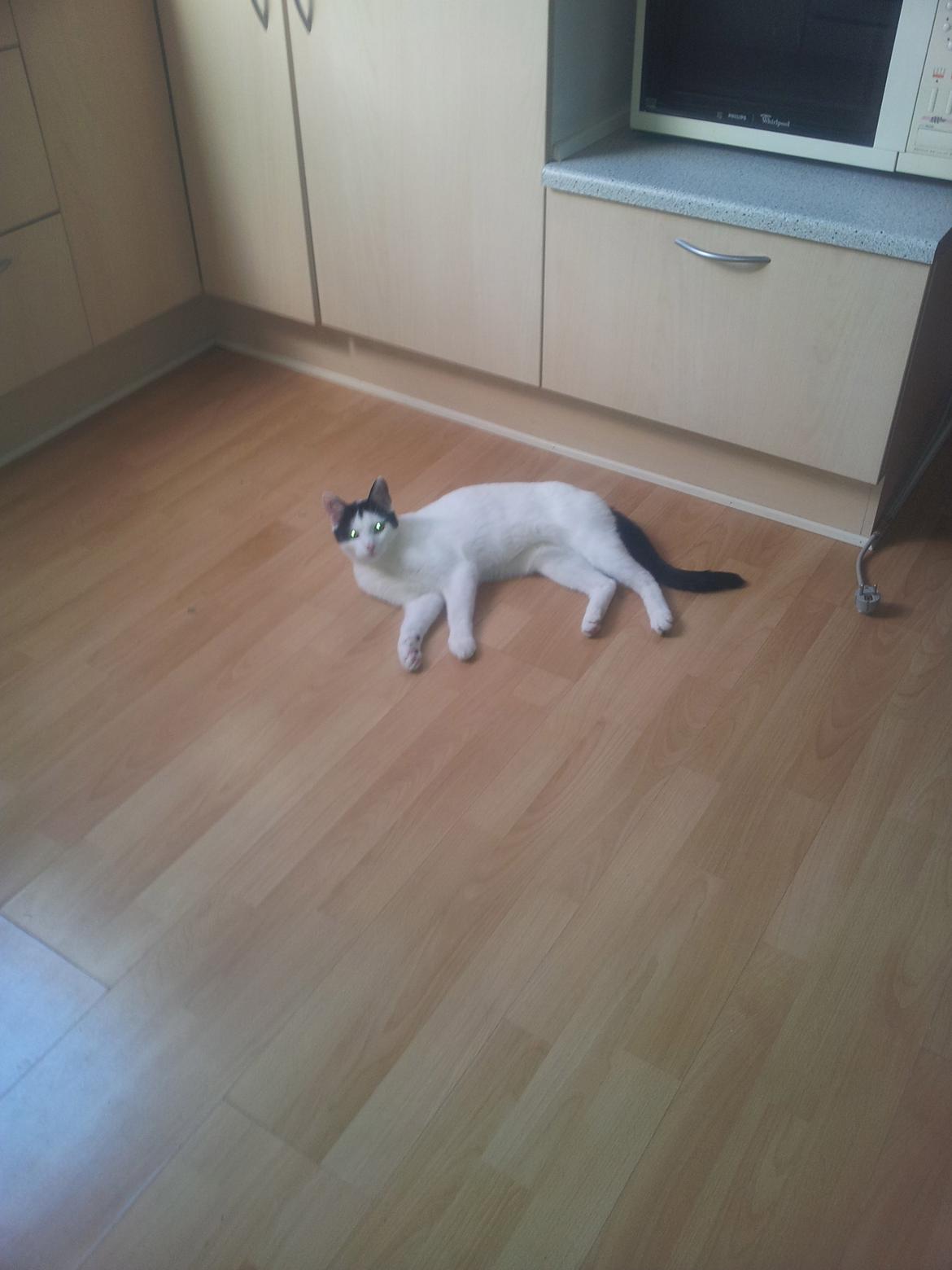 Huskat Chiko billede 13