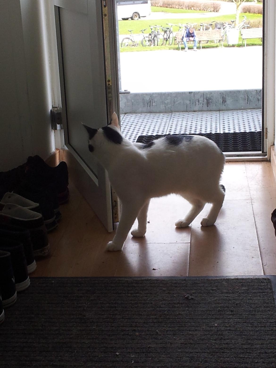 Huskat Chiko billede 14