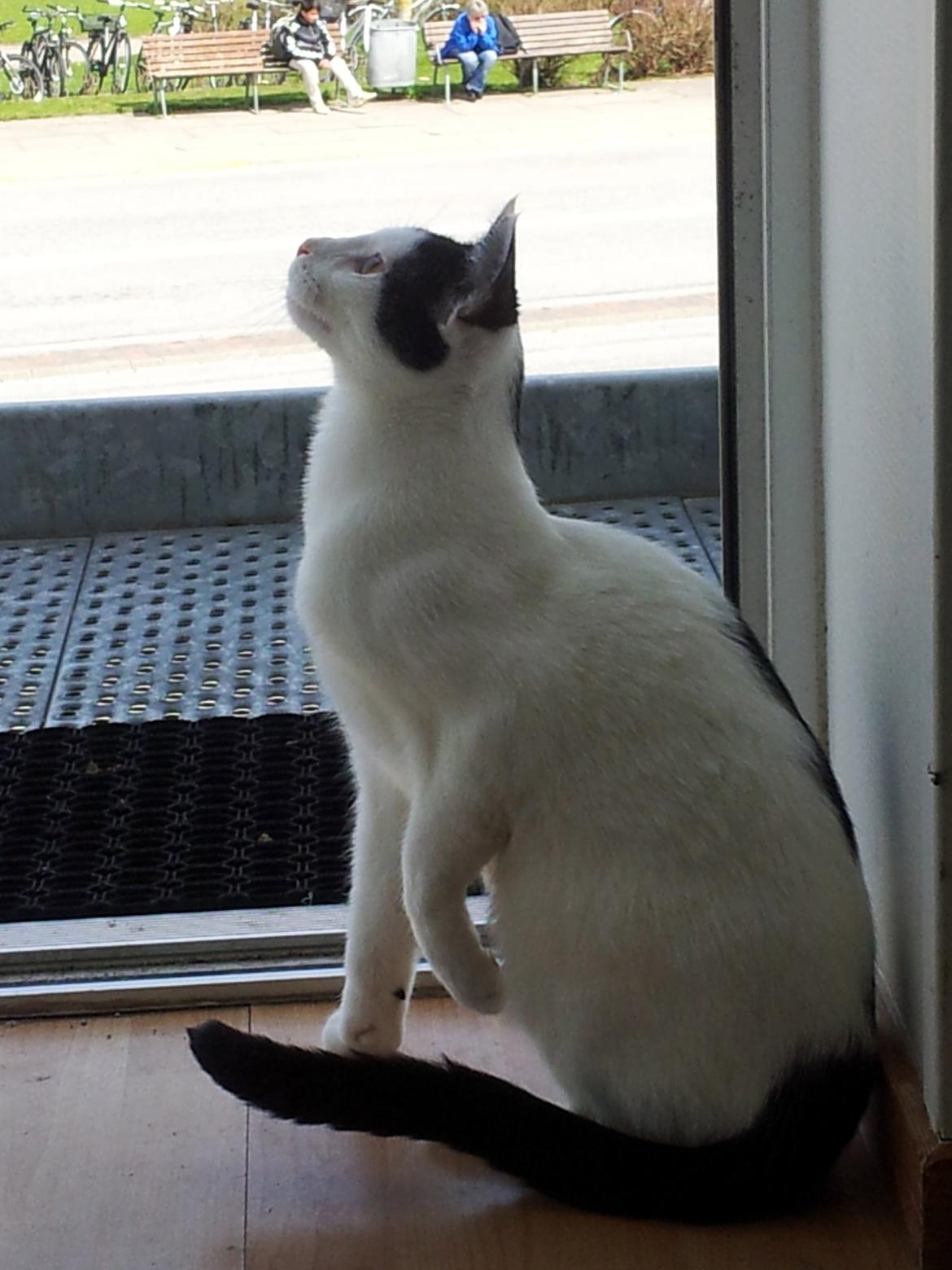 Huskat Chiko billede 15