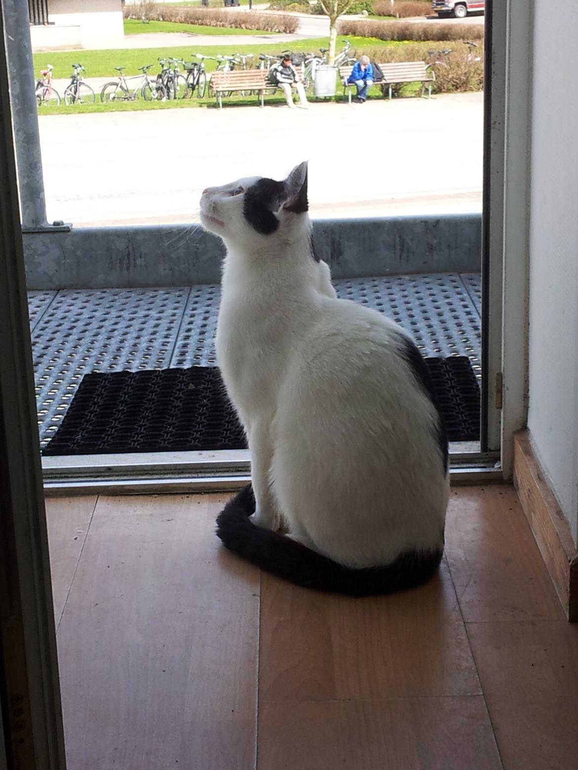 Huskat Chiko billede 16