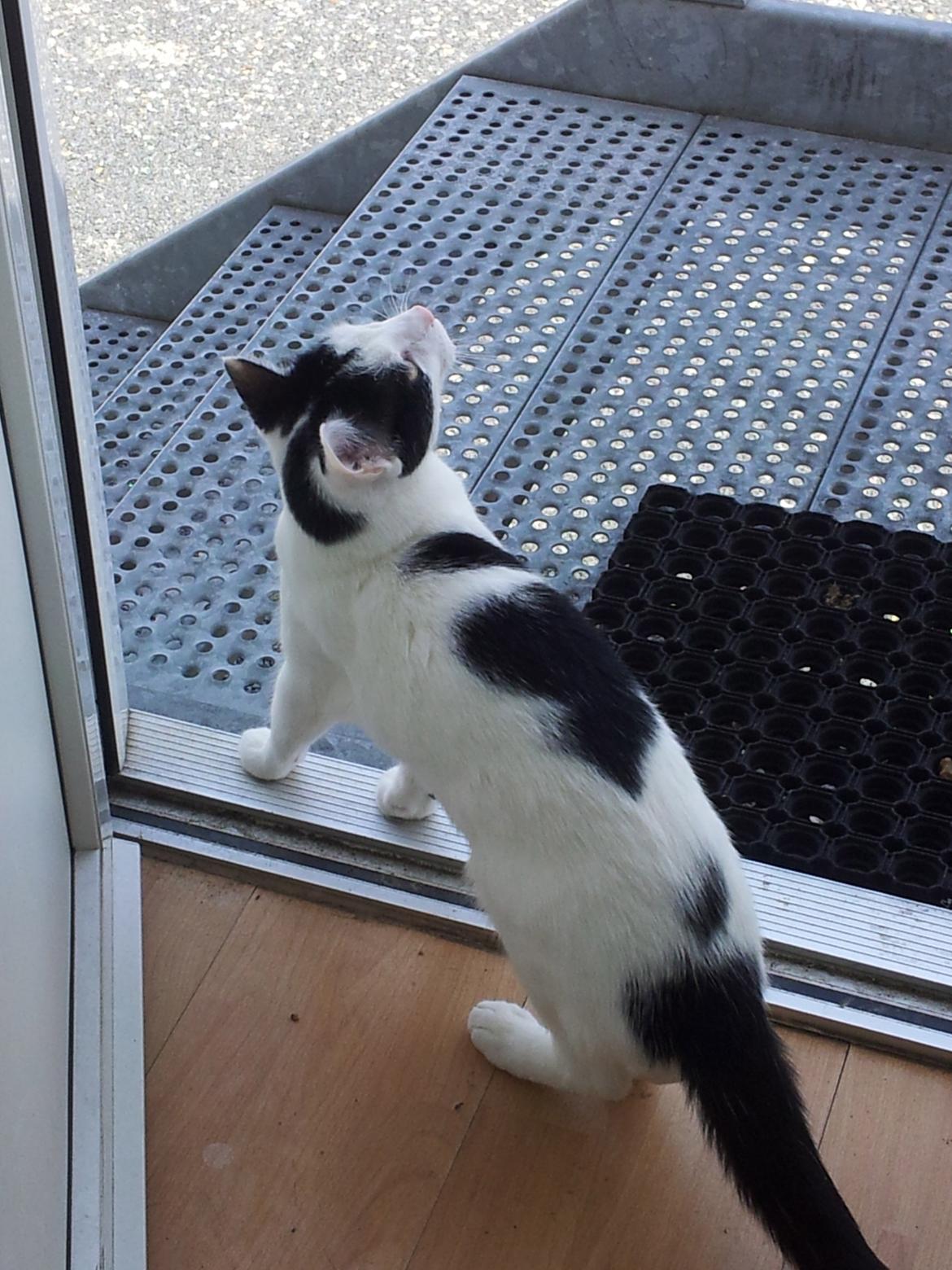 Huskat Chiko billede 17