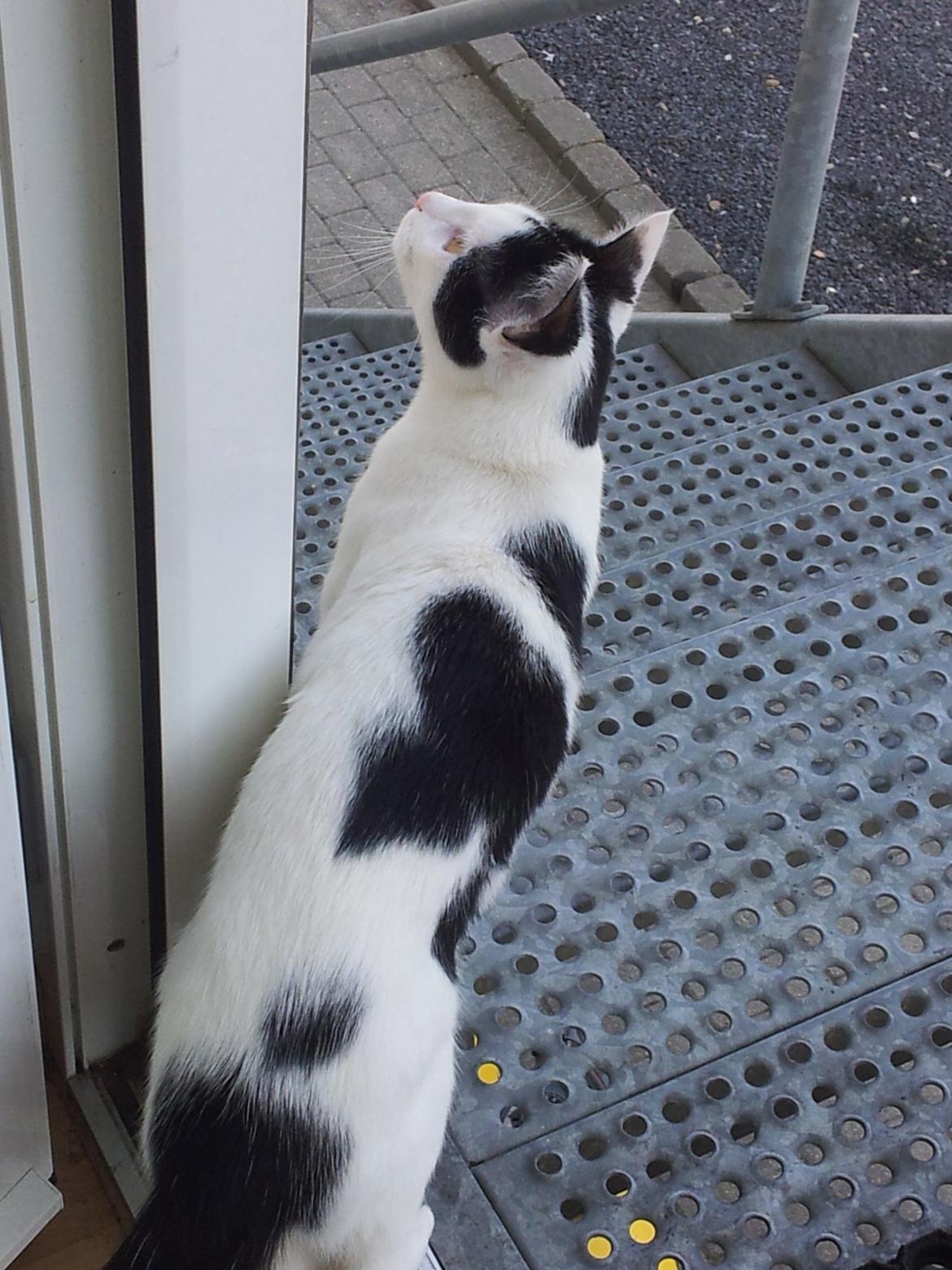 Huskat Chiko billede 18