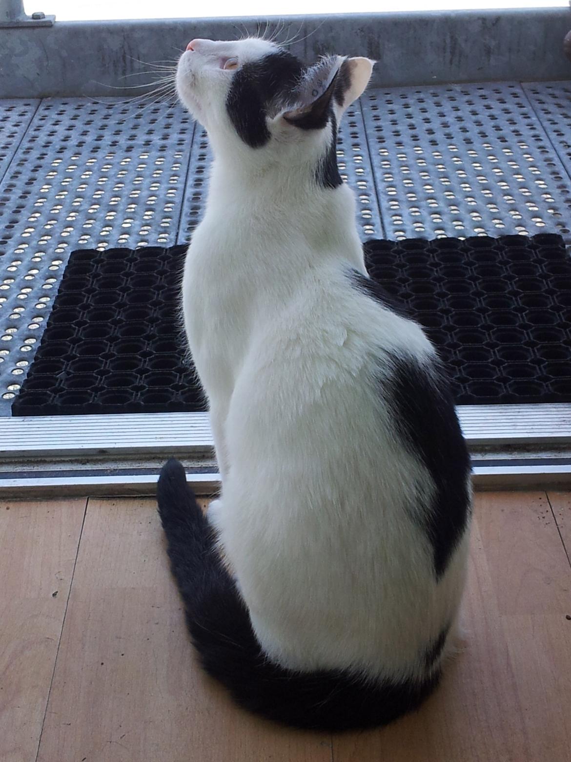 Huskat Chiko billede 19