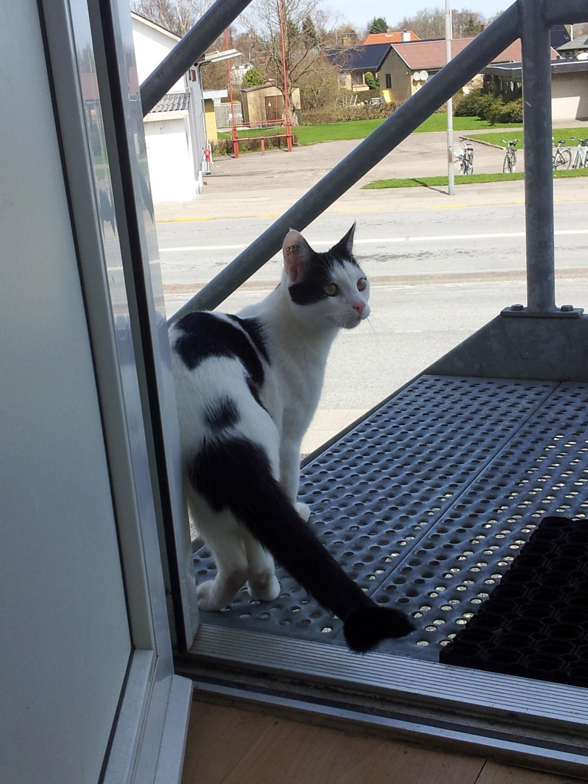 Huskat Chiko billede 20