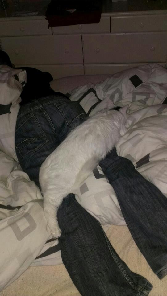 Blanding af racer Elvis - "Okay okay, jeg flytter mig lidt så!" billede 18