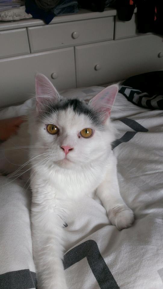 Blanding af racer Elvis - Min fantastiske Elvis! <3 billede 5