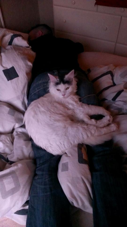 Blanding af racer Elvis - "Tror i selv jeg gider at flytte mig?" billede 17