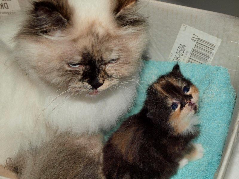 Blanding af racer Tessa - Tessa i en meget ung alder, sammen med hendes smukke mor. billede 25