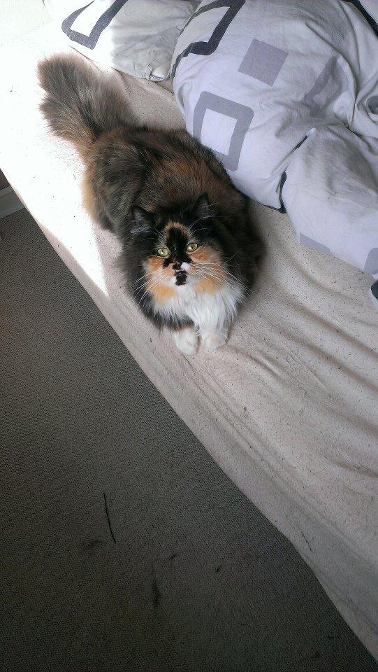 Blanding af racer Tessa - Tessa <3 billede 8