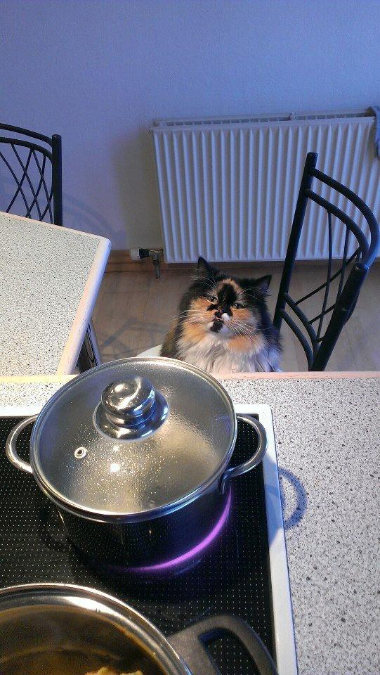 Blanding af racer Tessa - Yndlings sted når der skal laves mad! billede 7