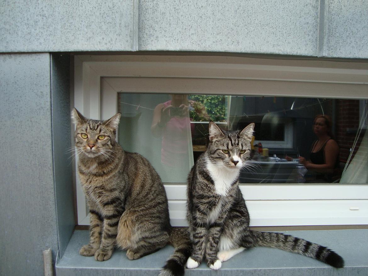 Blanding af racer Mandfred - Mandfred og Eddie. Pot og Pande. billede 8