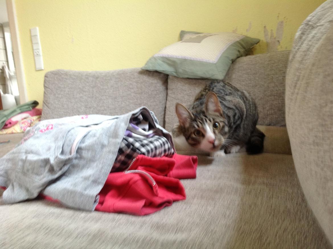 Huskat milo billede 1