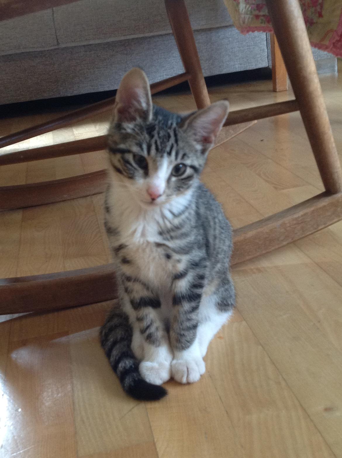 Huskat milo billede 2