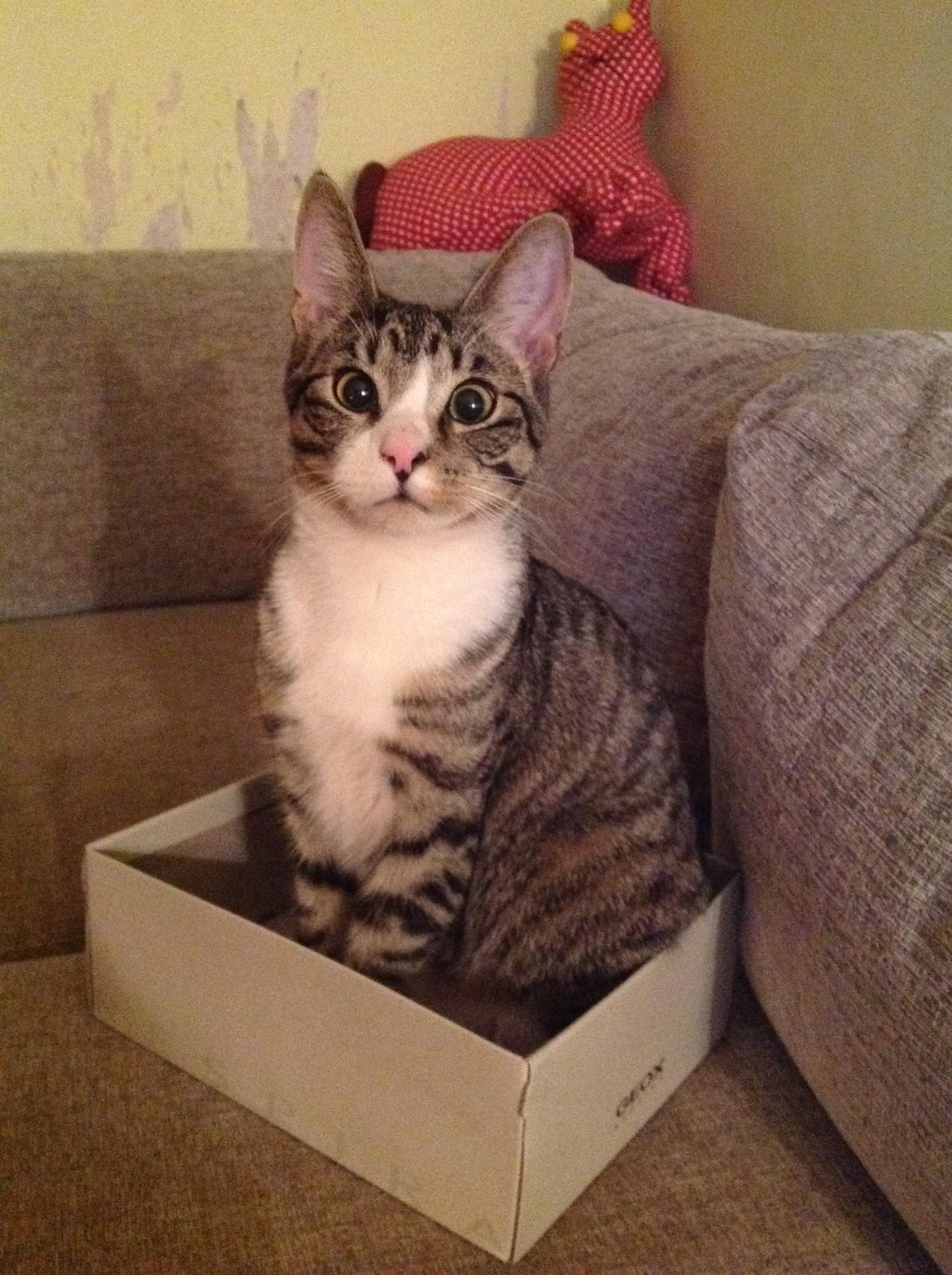 Huskat milo billede 3