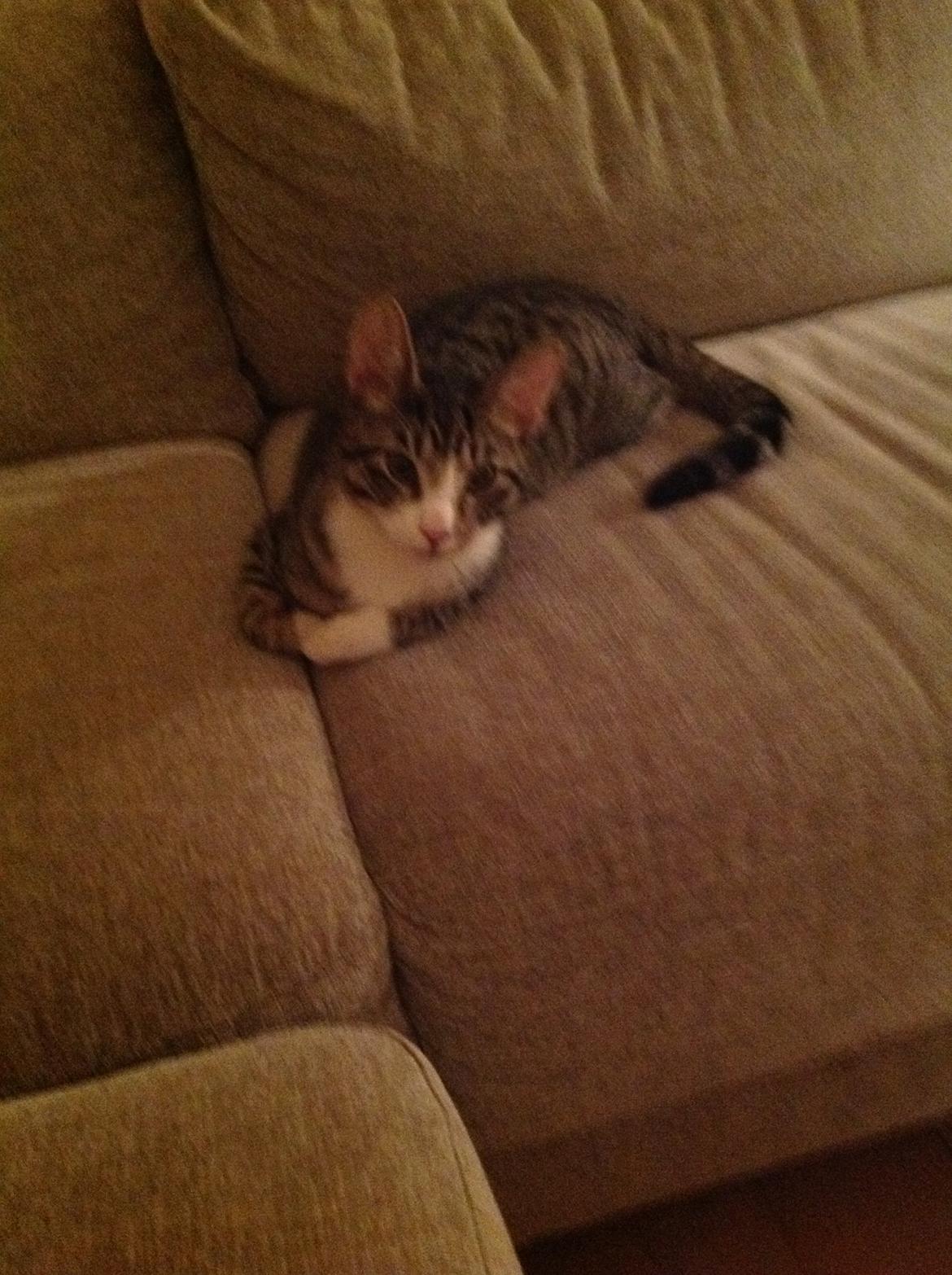 Huskat milo billede 4