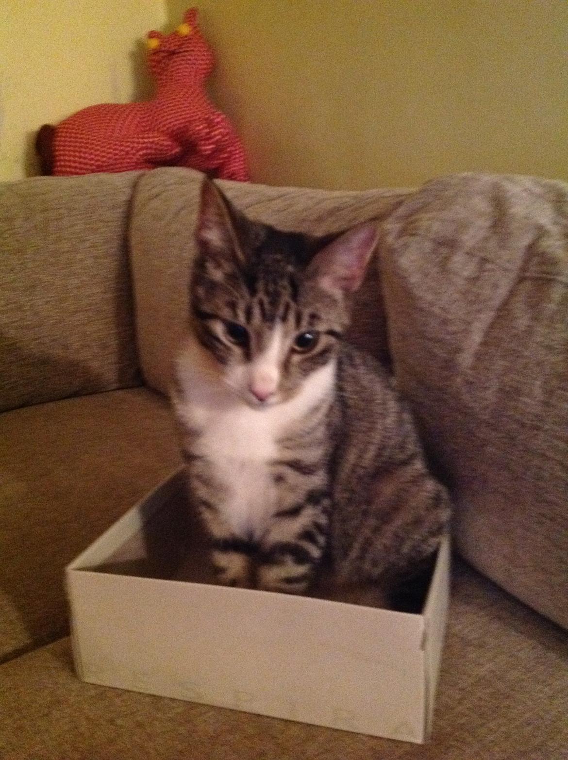 Huskat milo billede 5