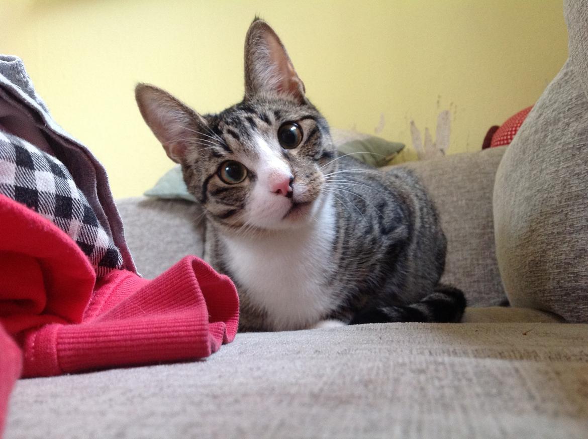 Huskat milo billede 6