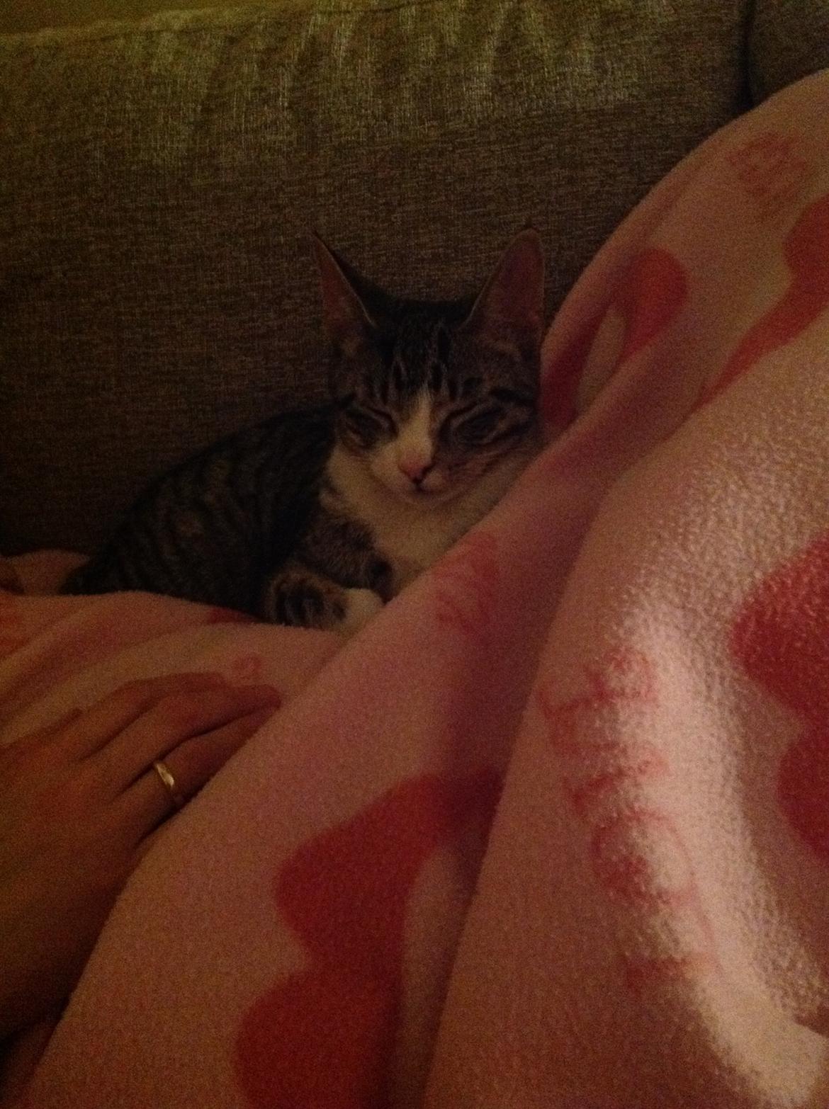 Huskat milo billede 7