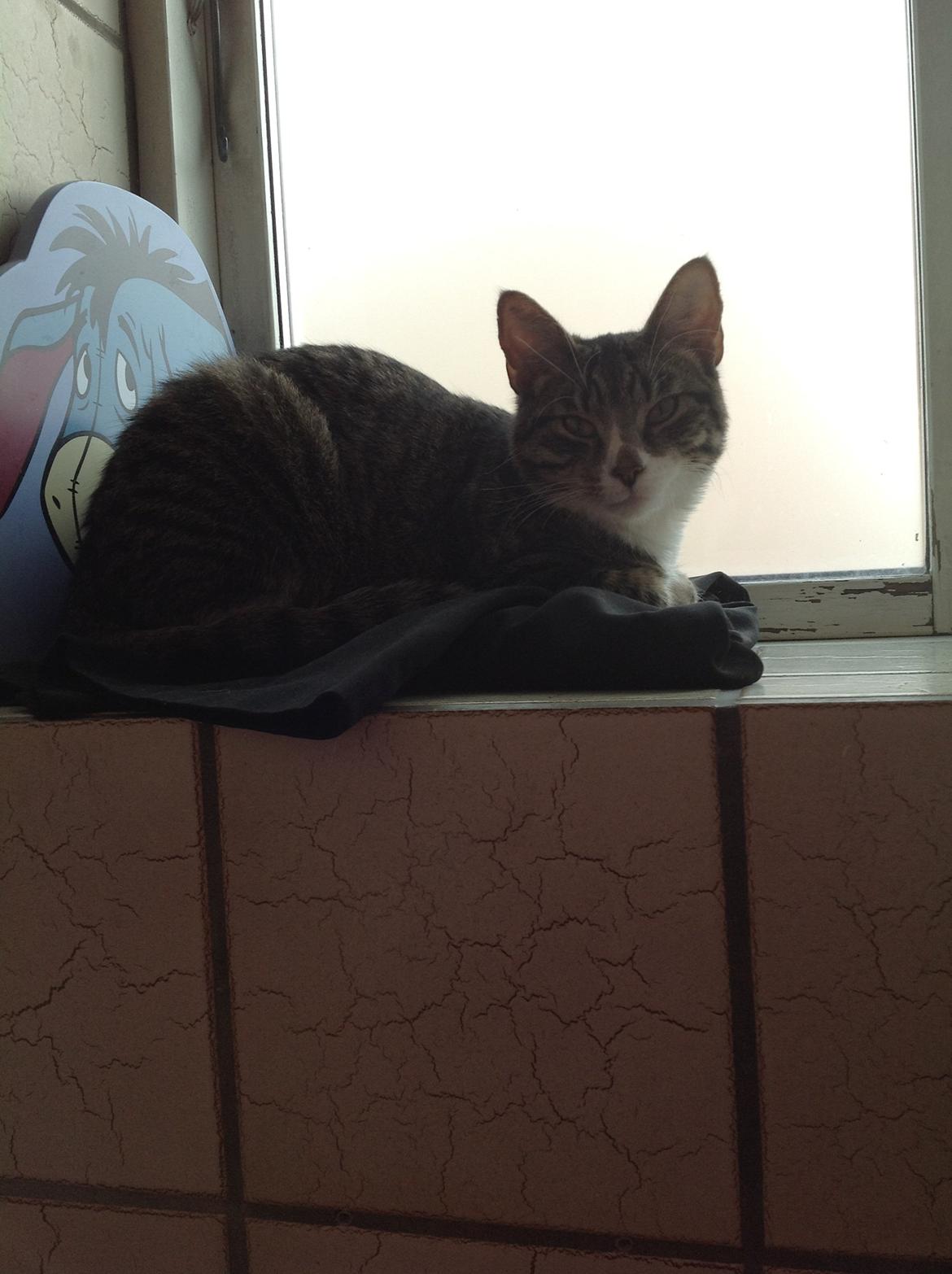 Huskat mille billede 1