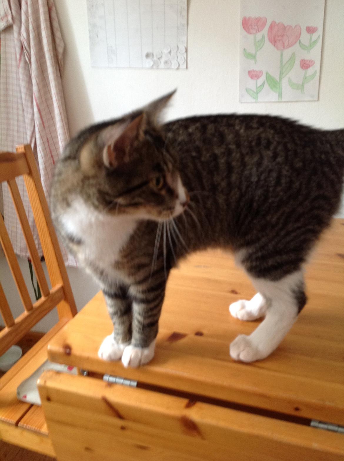 Huskat mille billede 5