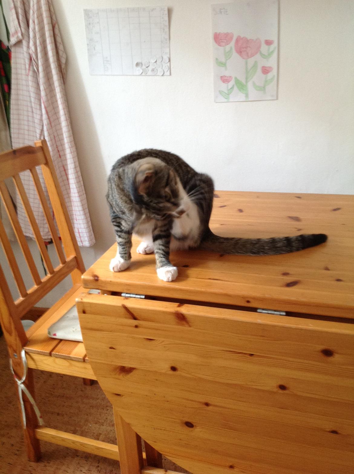 Huskat mille billede 6