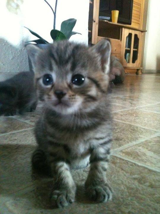 Huskat Fiona - Fiona som killing billede 2