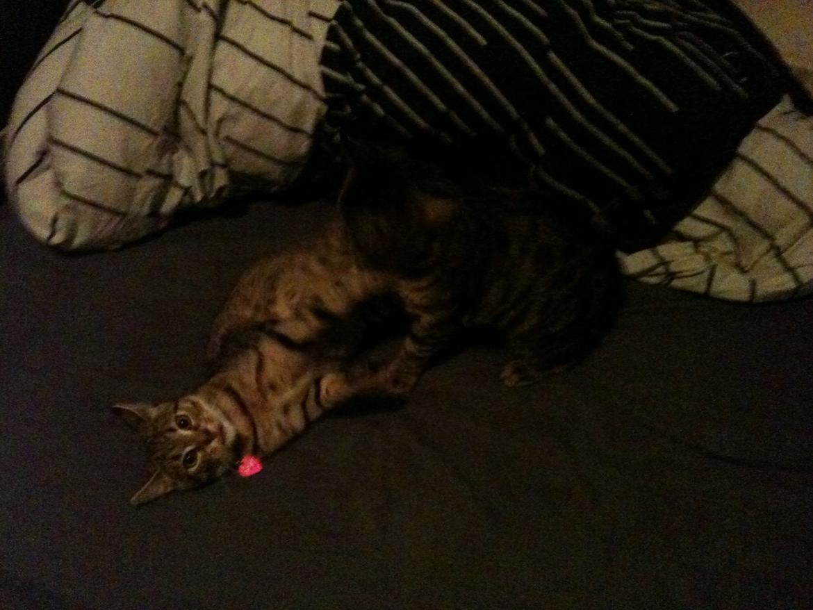 Huskat Fiona billede 3