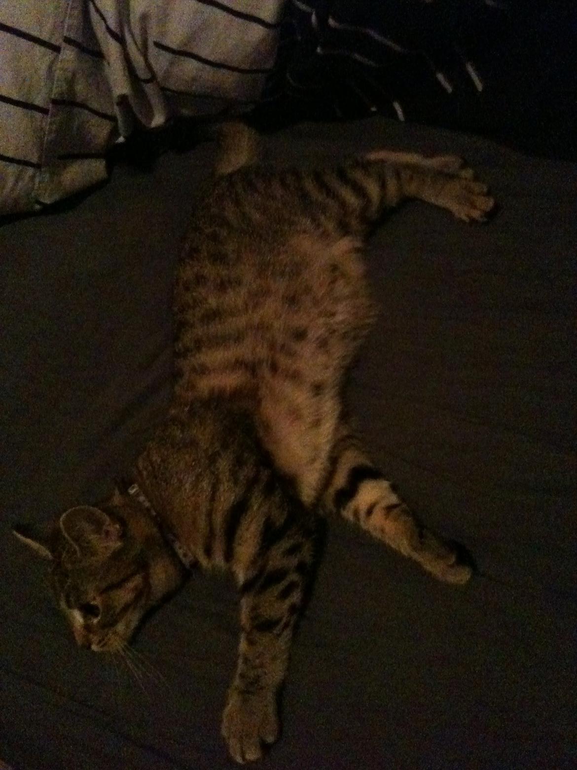 Huskat Fiona billede 4