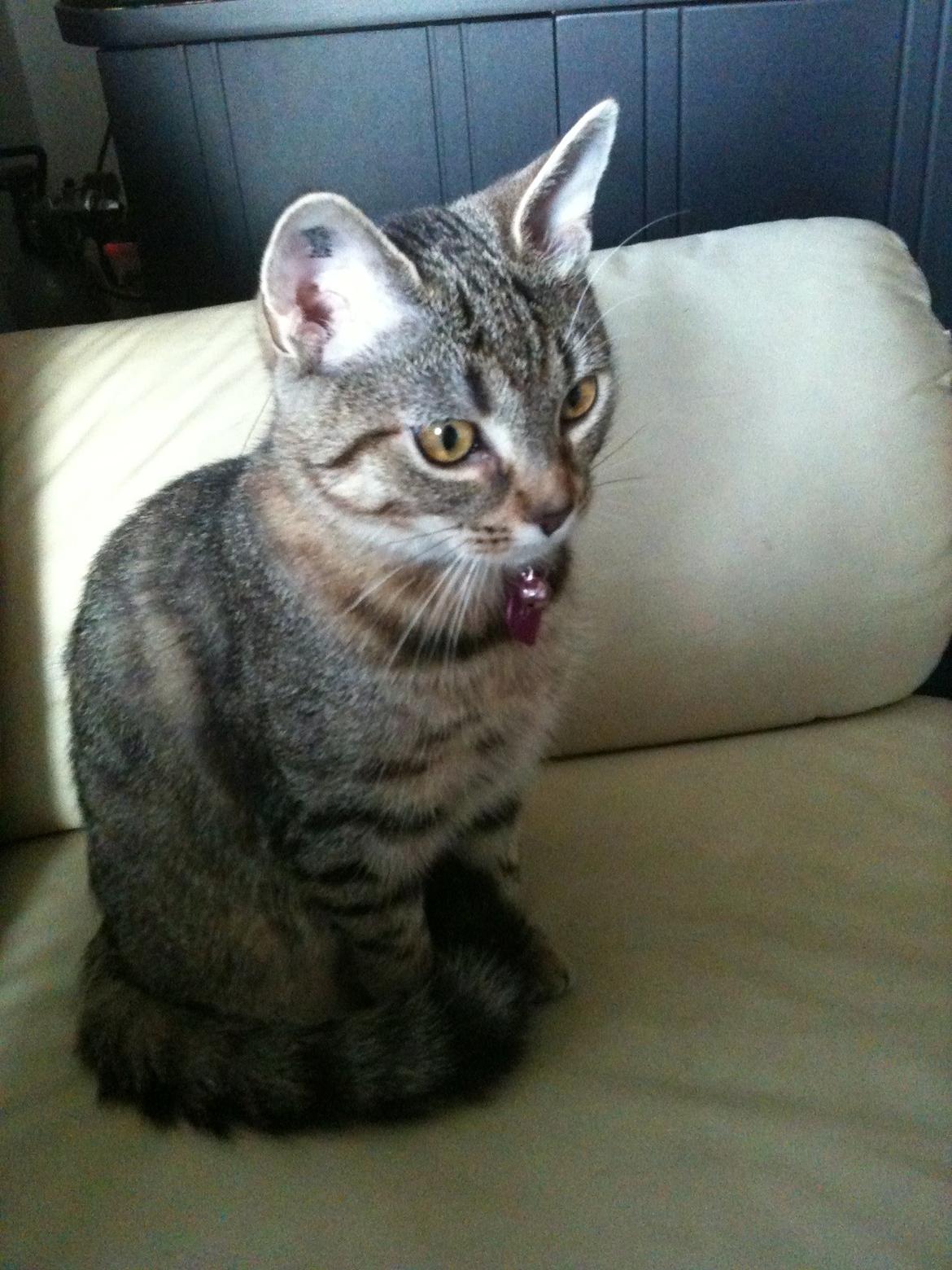 Huskat Fiona billede 5