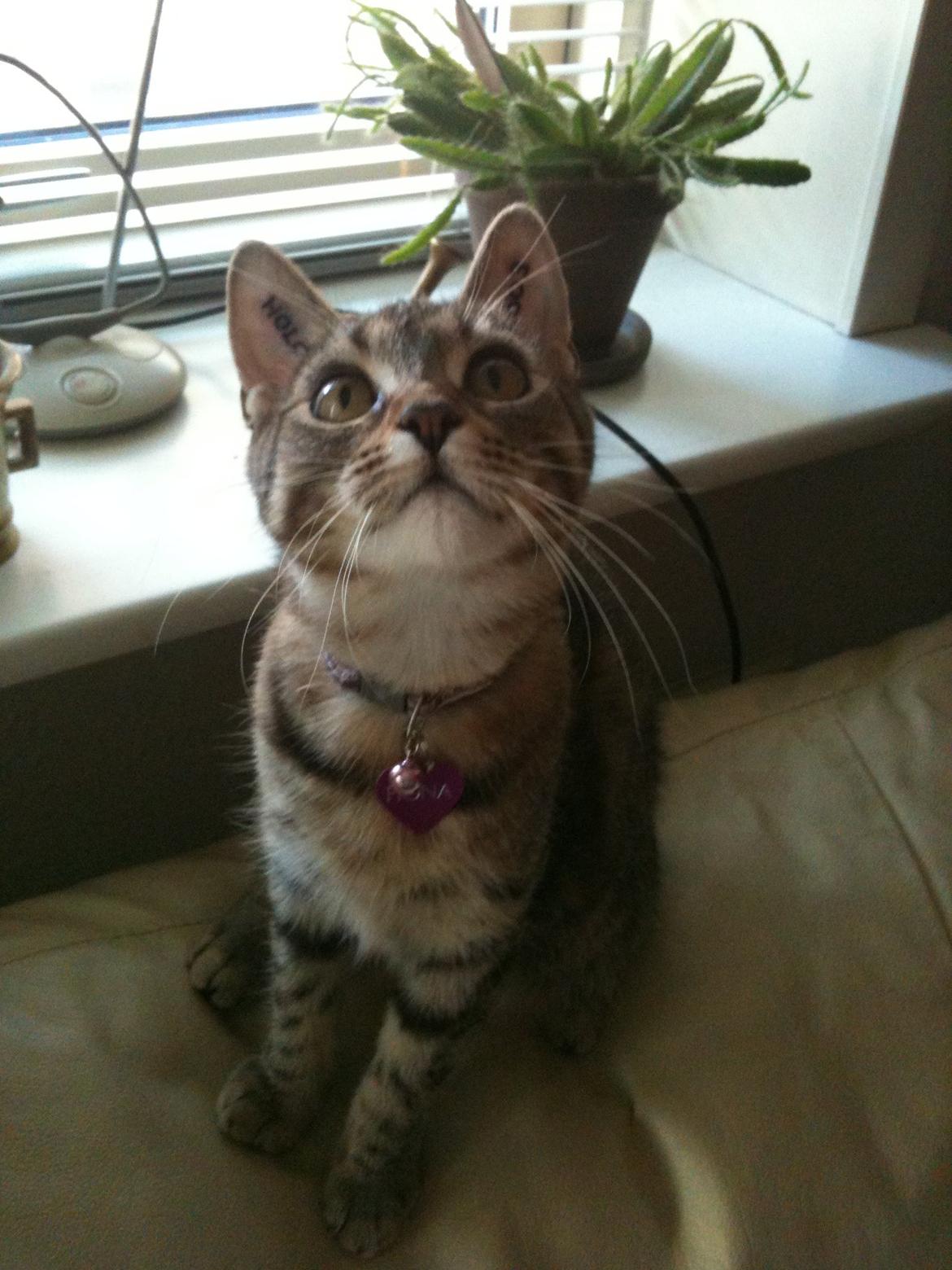 Huskat Fiona billede 6