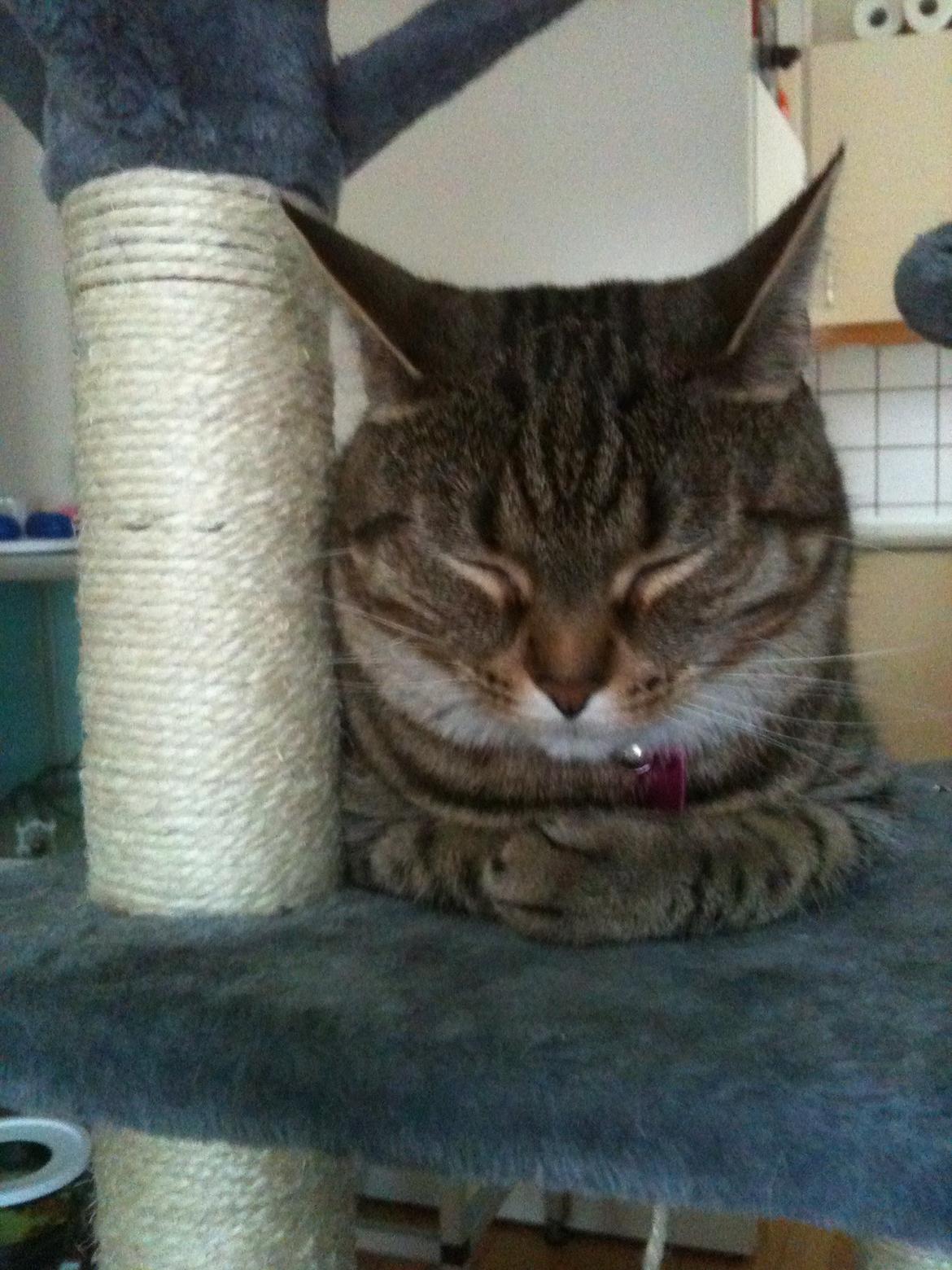 Huskat Fiona billede 7