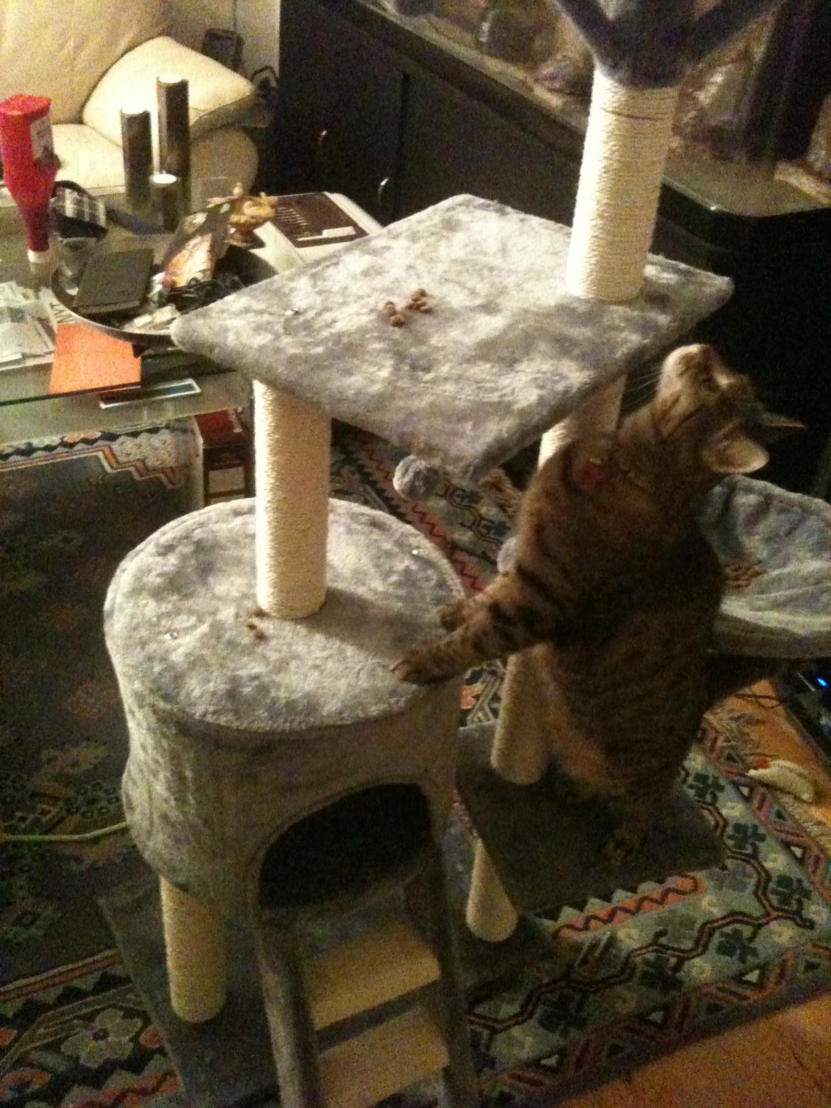 Huskat Fiona billede 8