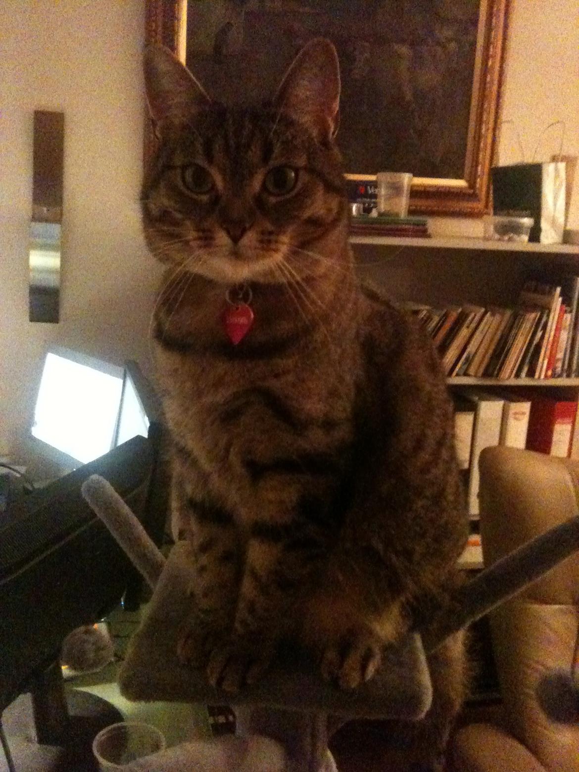 Huskat Fiona billede 1