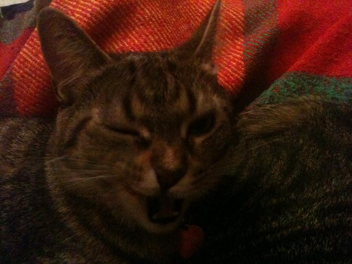 Huskat Fiona billede 9