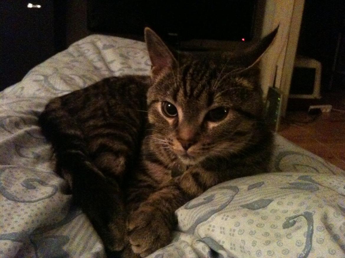 Huskat Covo billede 2